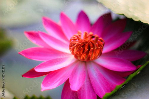 Obraz na płótnie Clear pink and purple lotus flowers in the pond w salonie