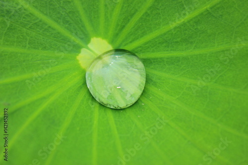 Obraz na płótnie green leaf with water drops w salonie