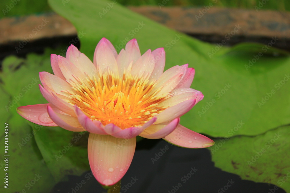 Clear pink and purple lotus flowers in the pond