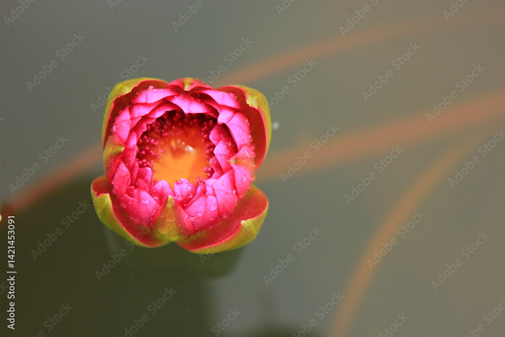 Clear pink and purple lotus flowers in the pond