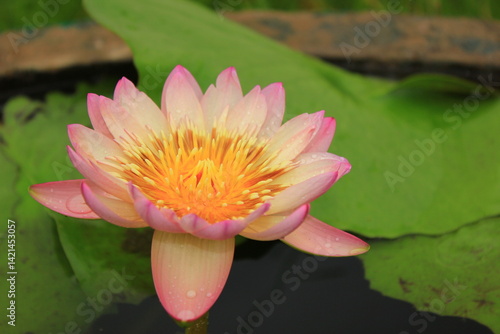 Obraz na płótnie Clear pink and purple lotus flowers in the pond w salonie