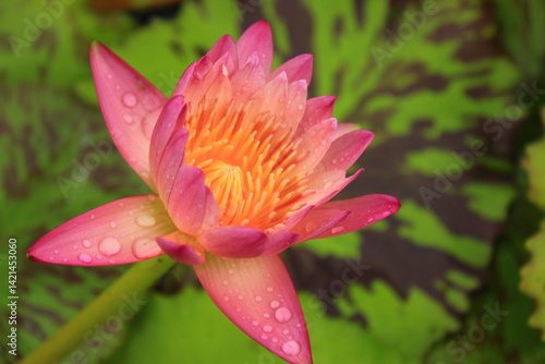Clear pink and purple lotus flowers in the pond
