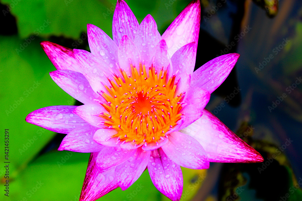 Clear pink and purple lotus flowers in the pond