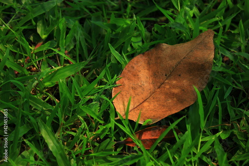 Obraz na płótnie autumn leaf on the grass w salonie