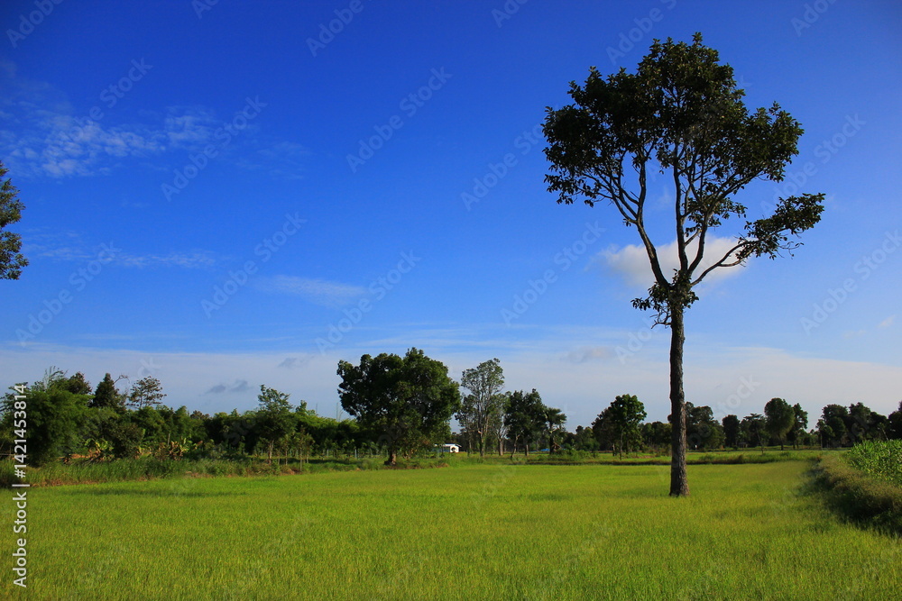 trees in the field