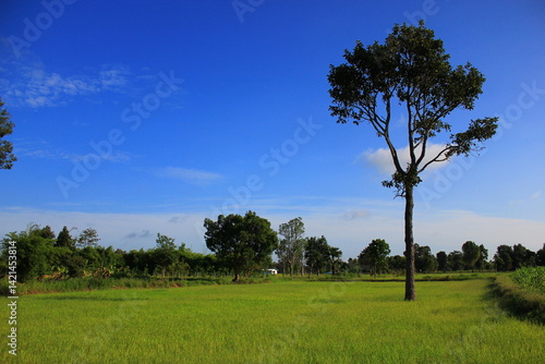 Obraz na płótnie trees in the field w salonie