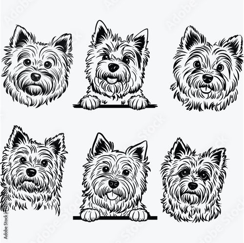 Cairn Terrier, Dog Svg Files For Cricut, Pet Clipart, Face Head Paw Png, Breed, Download Printable Art, Vector, Shirt Design, Animal Dxf Cut