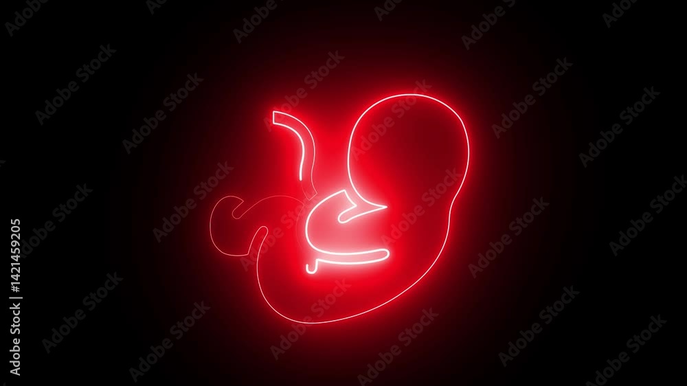 Realistic vertical human fetus inside womb animation with pregnancy growth concept Realistic vertical human fetus inside womb animation with pregnancy growth concept