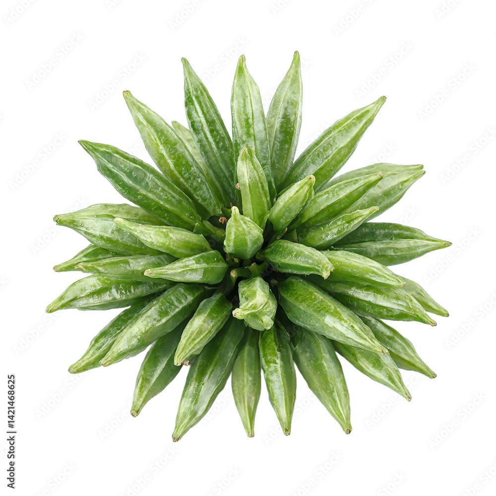 Isolated cluster of fresh and crisp green okra pods on white background Isolated cluster of fresh and crisp green okra pods on white background