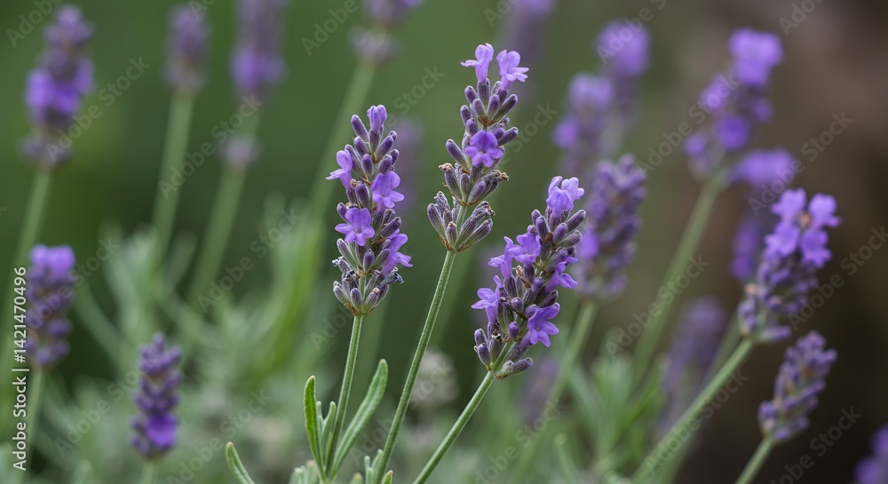 Fototapeta premium Detailed Botanical Real Shot of Lavender Lavandula Angustifolia Showing Flower Clusters and Leaves in a Natural Outdoor Setting with a Soft Focus Background
