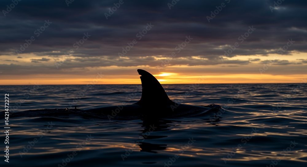 Naklejka premium Dolphin Fin at Sunset Ocean