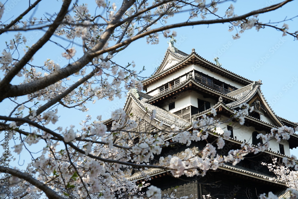 桜が満開な島根県松江市の国宝松江城 桜が満開な島根県松江市の国宝松江城