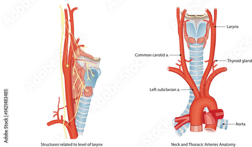 Anatomical illustration of the larynx and major arteries in the neck and upper thorax, including the thyroid gland and aortic branches.