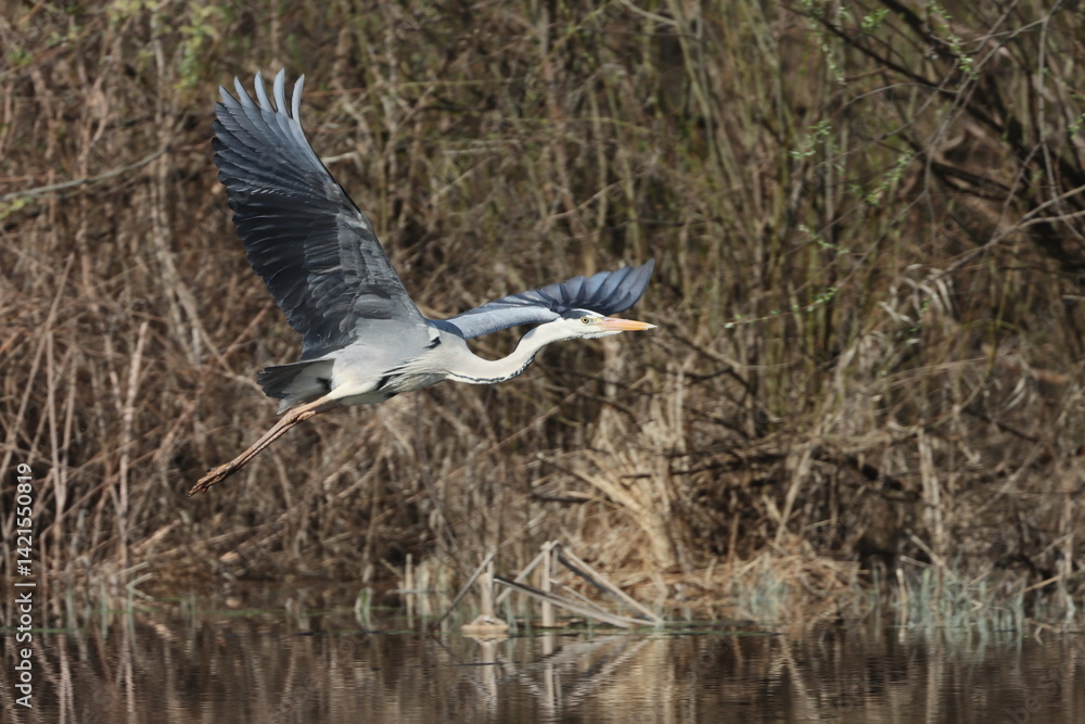 Fototapeta premium Grey heron on the Staritsa River near the village of Agro-Pustyn, Ryazan Region