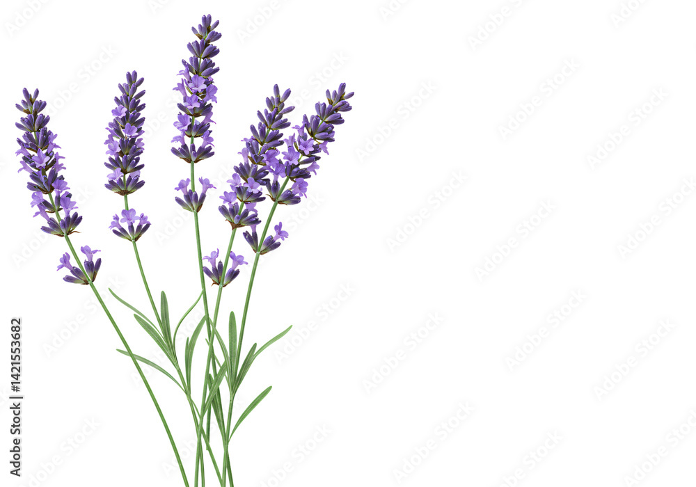 Bunch of fragrant purple lavender flowers isolated on white background – ideal for aromatherapy, relaxation, wellness, and botanical design themes.
Bunch of fragrant purple lavender flowers isolated on white background – ideal for aromatherapy, relaxation, wellness, and botanical design themes.