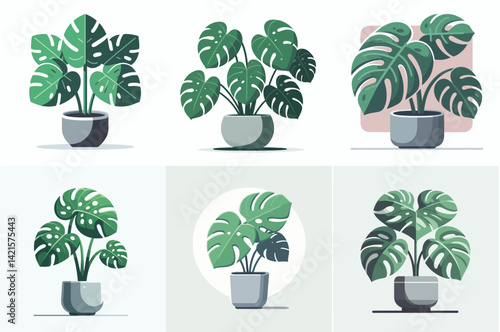 Monstera Deliciosa Houseplant Set