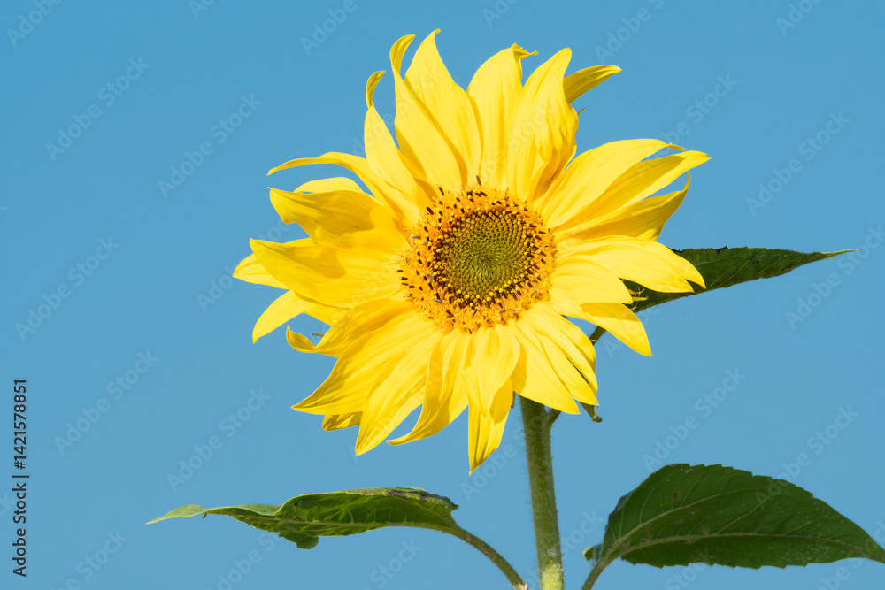 Bright yellow sunflower against a clear blue sky background Bright yellow sunflower against a clear blue sky background