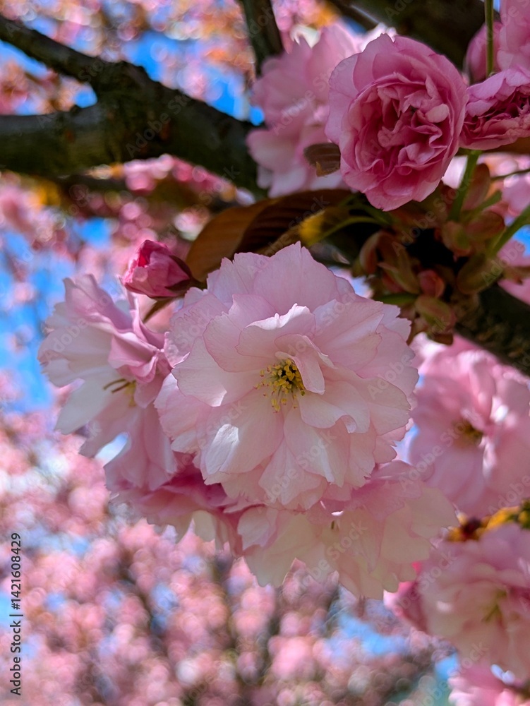 pink apple blossom
