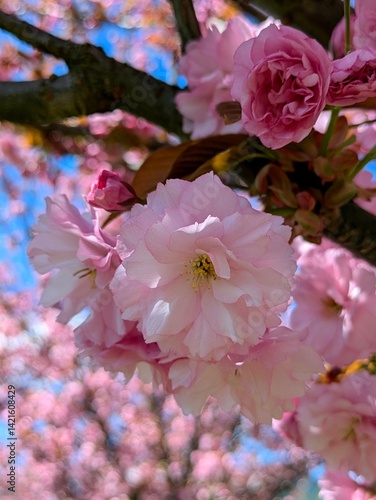 Obraz na płótnie pink apple blossom w salonie