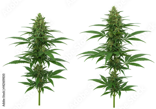 Two cannabis plants, full bloom isolated on white background
