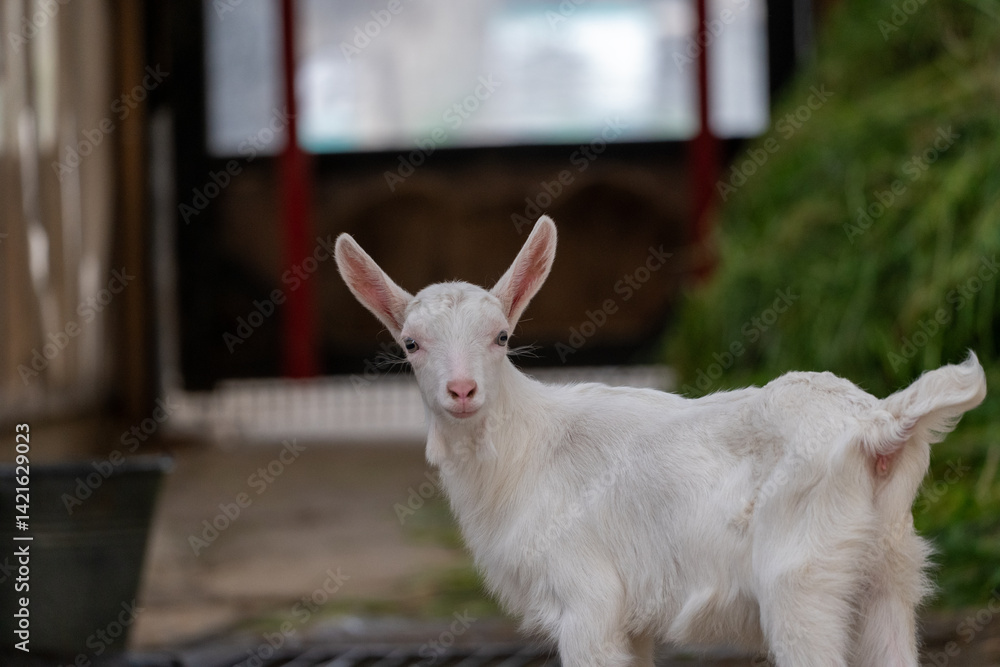 宮城蔵王キツネ村のヤギ