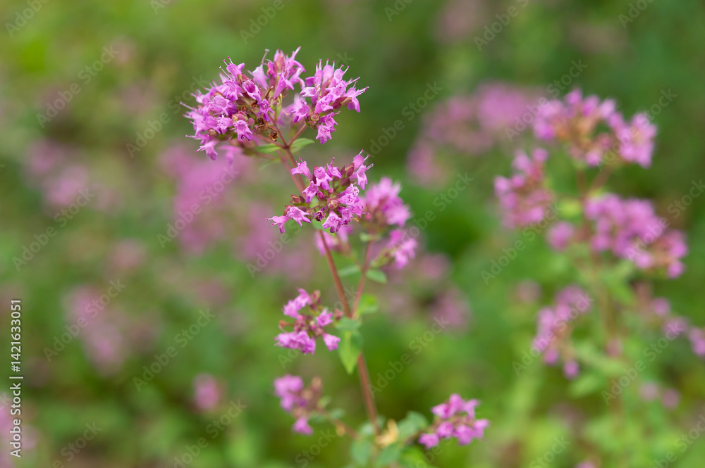 オレガノの花 オレガノの花