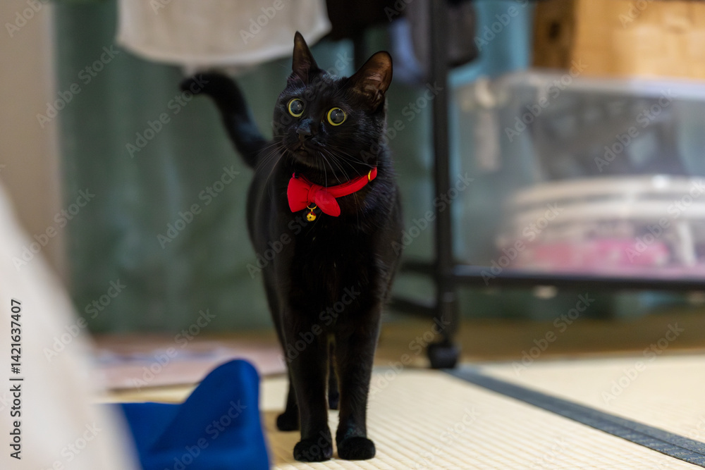 Obraz premium 黒猫