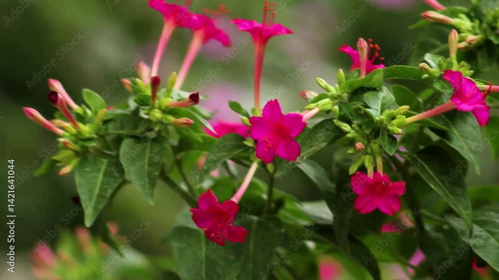 Mirabilis jalapa plant,flower, or four o'clock flower. Mirabilis jalapa plant,flower, or four o'clock flower.