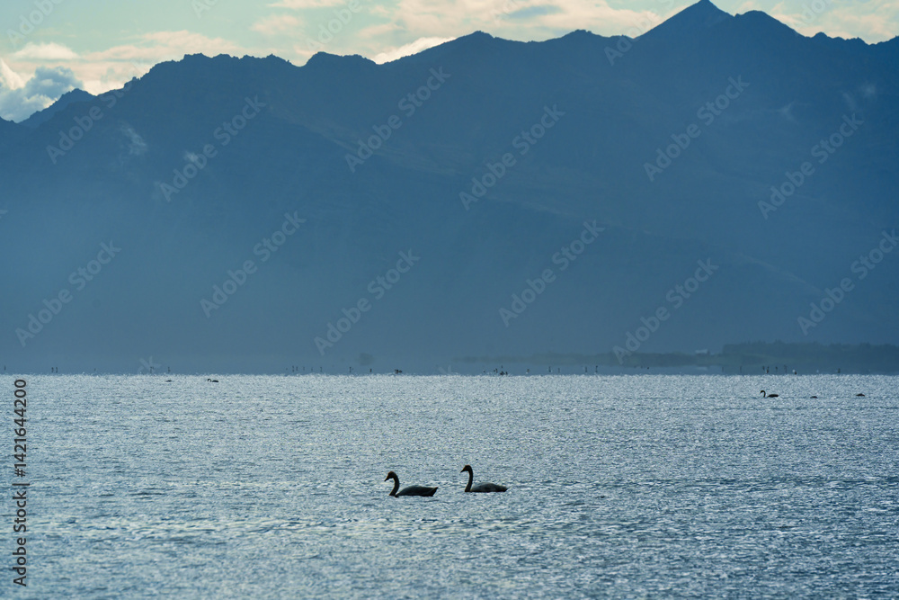 Fototapeta premium Two swans floating with misty mountain on coastline