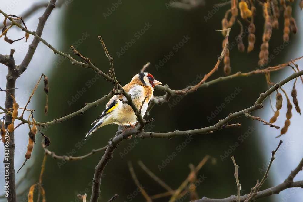 European Goldfinch perched on a branch in the morning light