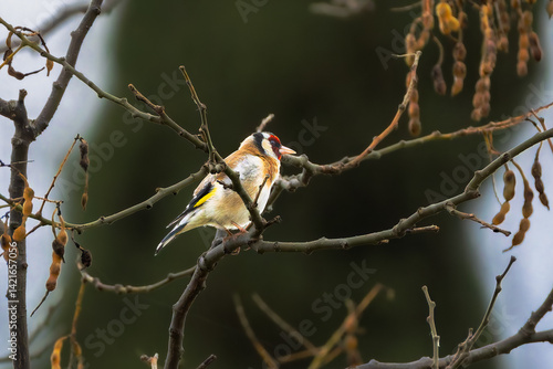 Obraz na płótnie European Goldfinch perched on a branch in the morning light w salonie