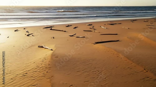 Driftwood scattered on a sandy beach at sunsetOcean waves gently rolling in the background
