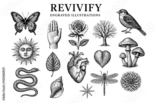 Creative collection of engraved illustrations featuring nature, animals, and symbols celebrating life and rebirth in a detailed artistic style
