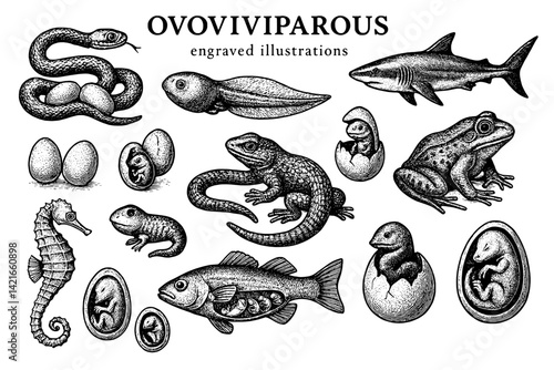 Engravings depicting various ovoviviparous creatures illustrating life cycles and unique adaptations in nature