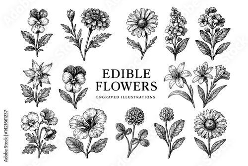 Beautiful collection of hand-drawn edible flowers showcasing unique designs and details in intricate engravings