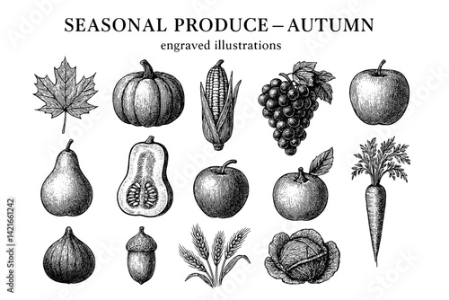 Celebrating autumn bounty with a collection of seasonal produce and nature's vibrant illustrations