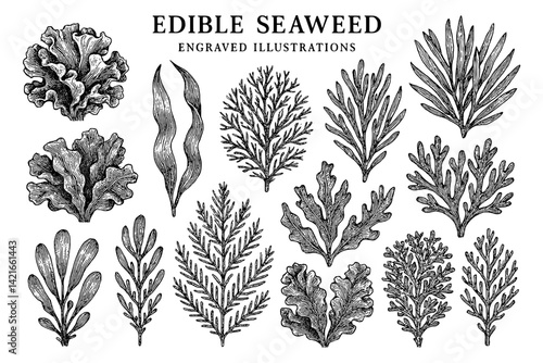 Diverse varieties of edible seaweed illustrated with intricate engravings showcasing marine beauty
