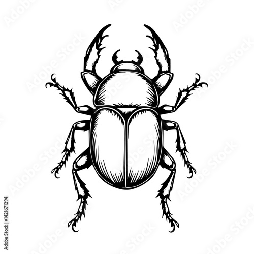 Beetle illustration in black and white on a plain background  