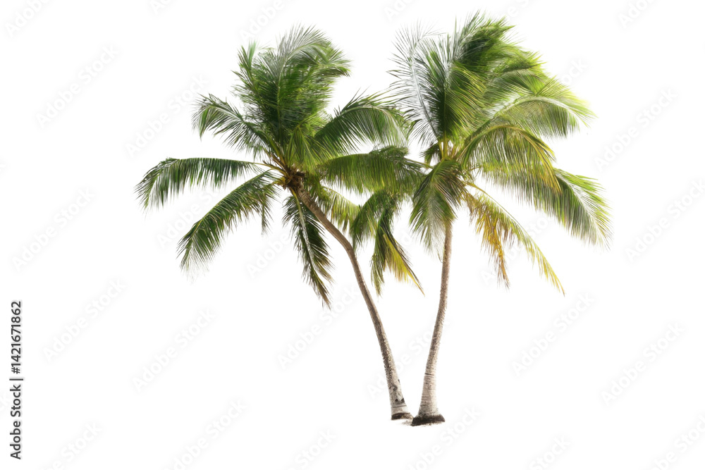 Obraz premium Coconut trees leaning isolated on white background PNG
