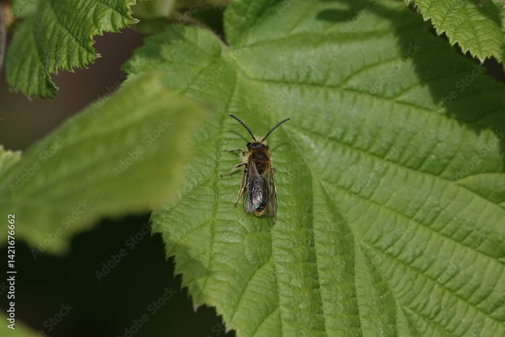 An Early or Orange-tailed Mining Bee (Andrena haemorrhoa) An Early or Orange-tailed Mining Bee (Andrena haemorrhoa)