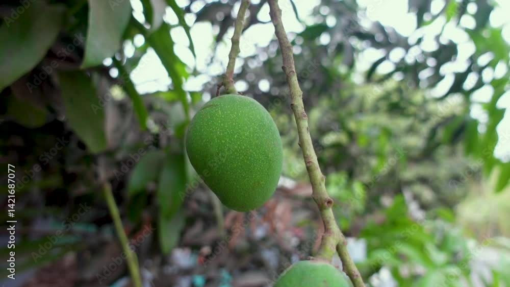 Some green mangoes are growing on a tree in the area district of Pabna, Bangladesh. Some green mangoes are growing on a tree in the area district of Pabna, Bangladesh.