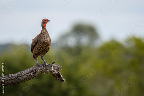 Swainson's spurfowl perched on a branch in the wild