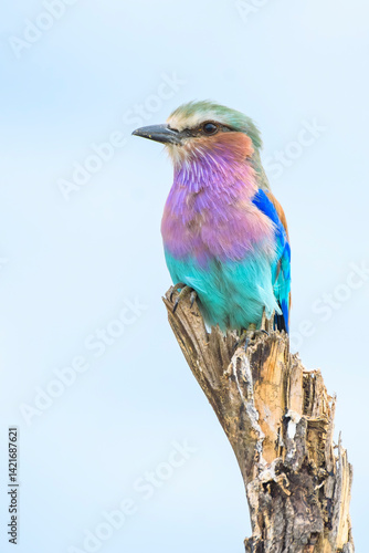 Lilac-breasted roller on a branch