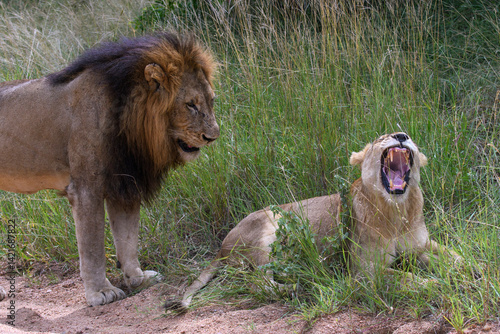 Lions in Kruger National Park