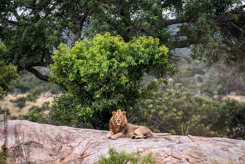 Lions in Kruger National Park