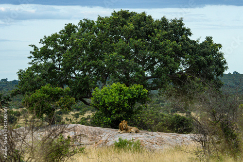 Lions in Kruger National Park