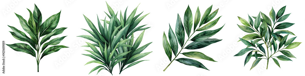 Fototapeta premium Tropical dragon tree leaf in vibrant green
