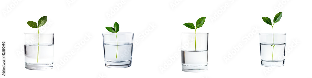 A glass of water with a single green sprout inside A glass of water with a single green sprout inside