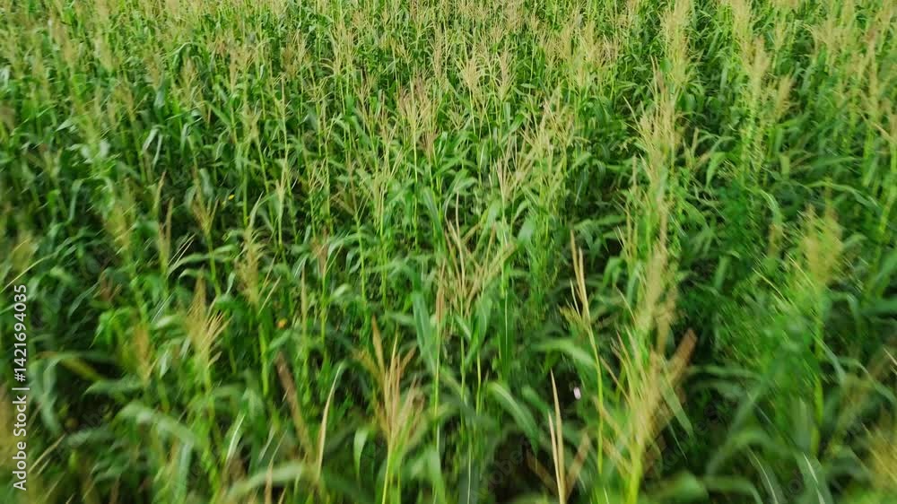 Expansive cornfield with vibrant green leaves and tassels gently swaying in wind, revealing lush agricultural landscape under natural sunlight Expansive cornfield with vibrant green leaves and tassels gently swaying in wind, revealing lush agricultural landscape under natural sunlight