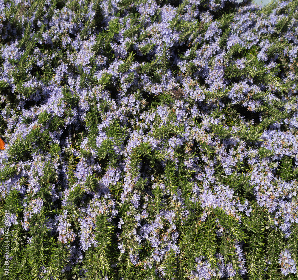 Fototapeta premium Romarin, Rosmarinus officinalis